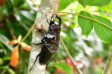 タランドゥスオオツヤクワガタ
