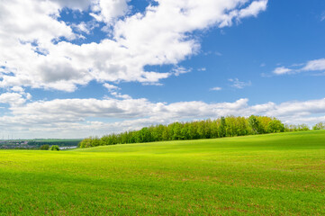 Fototapeta na wymiar Spring photography, cereal seedlings in a green joyful field, gr