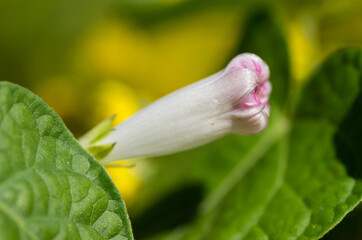 nature walking in forest