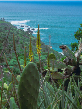Paisaje oce&aacute;nico desde ujn barranco con cactus