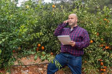 Caucasian man agronomist, checks the quality of oranges and crops in an orange tree field.
