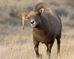 Bighorn sheep during the rut