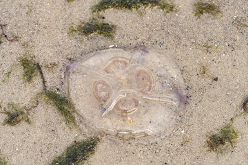 Ohrenqualle - Öronmanet, Aurelia aurita am Strand der Ostsee. Organismus