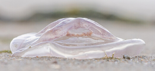 seitliche Relief Aufnahme einer Ohrenqualle - Öronmanet, Aurelia aurita am Strand der Ostsee....