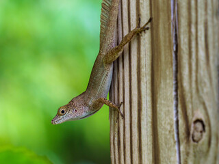 Lizard on a fence post upside down in the U.S. Virgin Islands