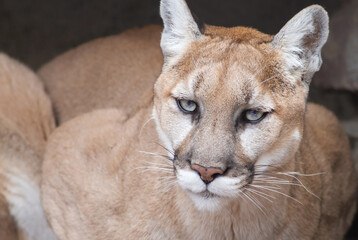 Obraz premium Mountain lion portrait (Puma concolor) 