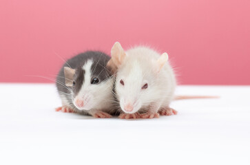 two black and white dumbo rat play on pink background love rats lovely pet mouse