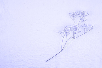 Delicate branch of gypsophila on a solid background. Flat lay, place for text. Trendy Color of Year 2022.