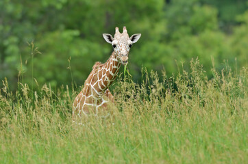 Close-up of a reticulated giraffe grazing on grasses