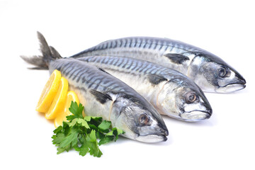 Fish mackerel on a white background - obrazy, fototapety, plakaty