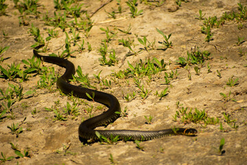 The snake crawls to the swamp for prey