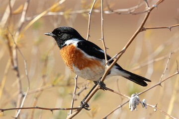 Blackheaded shrike on branch