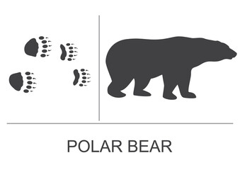 Silhouette of a polar bear and prints of hind and front paws. Vector illustration.