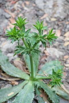 fresh green Eryngium foetidum plant in nature garden