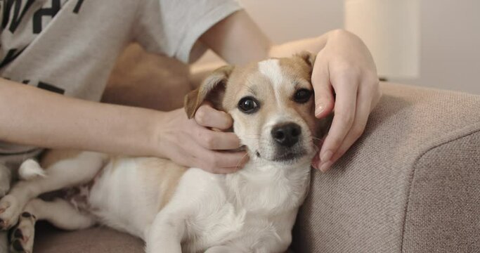 Owner hand stroking dog. Closeup of happy dog.