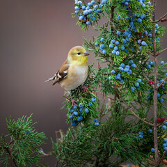 goldfinch on cedar