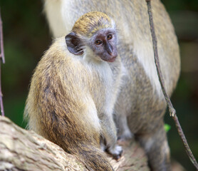 Close up of a cute Green Monkey Baby in Barbados Nature Reservr