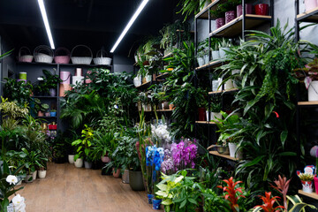 Fototapeta na wymiar flower shop interior with natural potted plants and packing gift boxes on shelves