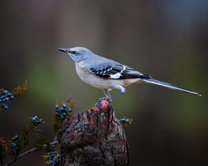 mockingbird on cypress knee