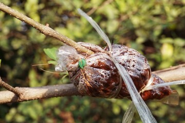 Grafting on tree branch in garden
