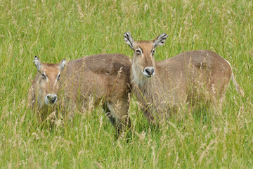 Portrait of two female waterbucks framed by grasses