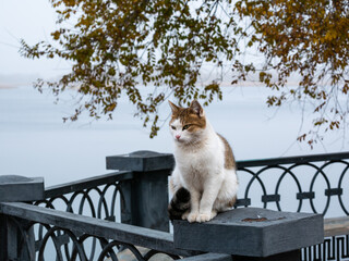 A homeless cat sits on the fence of the city embankment against the background of tree branches and...