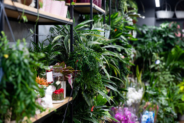 interior of a florist shop for Gardeners with natural potted plants, photography with depth of field, focus in the foreground