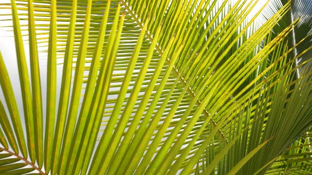 Palm trees in the tropical climate by the ocean in Key West Florida USA. Leaves of green palm close up. Tropic. Carribean