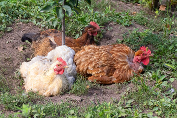Chickens in the garden under a young tree, chickens on the farm