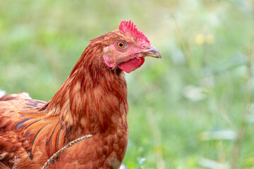 Brown chicken close up on blurred background