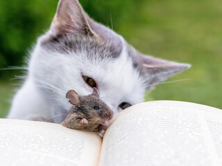 A cat and a mouse near an open book, a cat watching a mouse. Reading a book