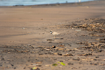 Plover searches for food on the shore
