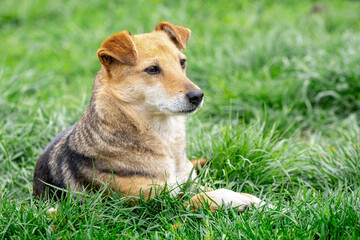 A small brown dog lies on the grass and looks carefully ahead