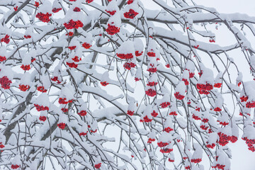 Rowan berry tree under the snow at winter morning.