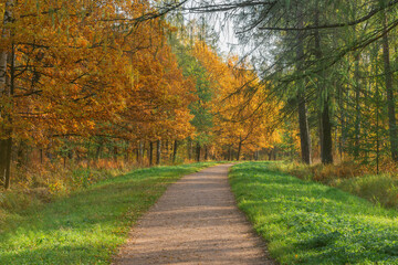 Fototapeta na wymiar Path in the city park at autumn morning.