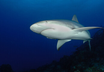 Gray reef shark Bahama Islands