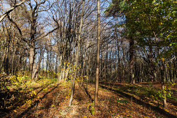 Fototapeta premium deciduous trees in the autumn season during leaf fall