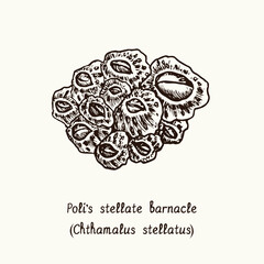 Poli's stellate barnacle (Chthamalus stellatus). Ink black and white doodle drawing in woodcut style with inscription. - obrazy, fototapety, plakaty