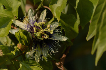Flor del fruto de la pasión tomada desde el frente
