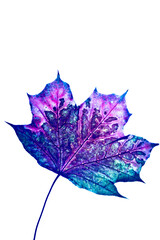 purple maple leaf