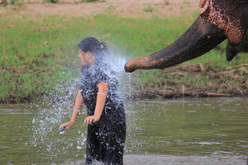 Bathing elephant in the river Thailand