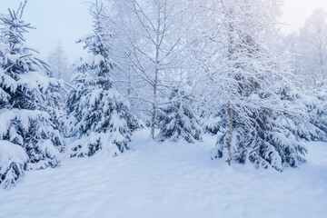 Winter forest view at cold sunrise time.
