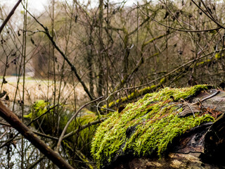 Fallen tree trunks lying on the ground covered with thick green moss close-up view