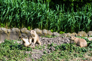 two little gophers are fighting in the zoo