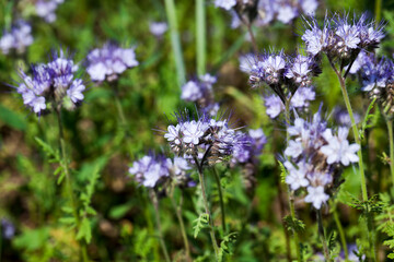 honey plants for obtaining a large amount of honey