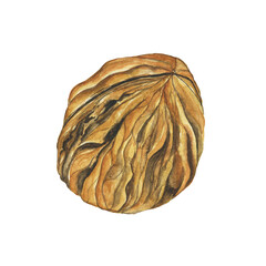 Watercolor walnut seed isolated on a white background. Hand drawing illustration. Perfect for food design, print, sticker.