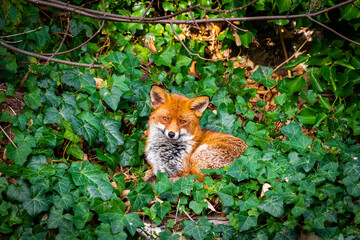 Red fox with winter fur looking into camera, London, UK