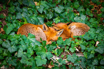 Two red foxes cuddling in London garden, UK