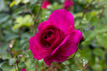 Red rose in the garden with dewdrops on petals