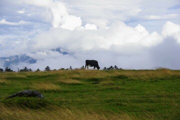 Obraz premium horse on a farm